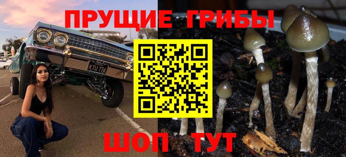 Псилоцибиновые грибы мицелий  Псилоцибиновые грибы Cubensis  Вход с VPN  Северобайкальск 